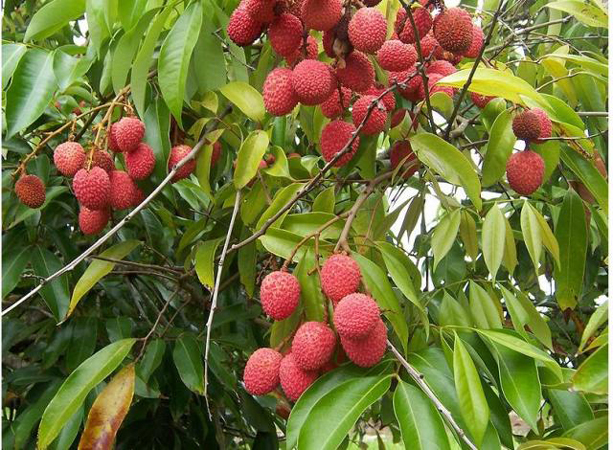 Health Benefits of Lychee